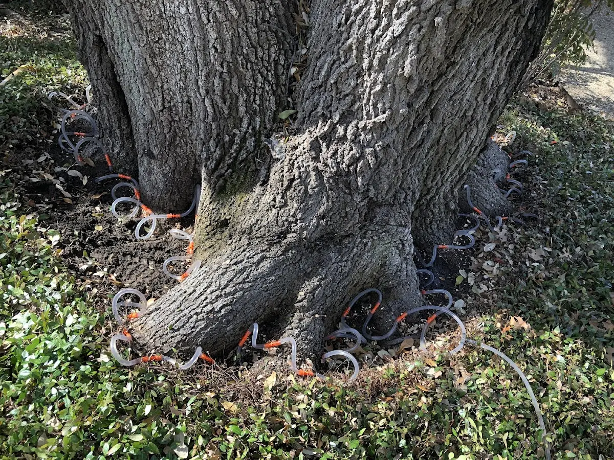 Detailed Tree Cabling and Bracing job site in Mount Union